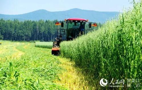 黑龙江农场爆料视频最新,揭秘神秘农业生态圈 第1张 黑龙江农场爆料视频最新,揭秘神秘农业生态圈 第1张